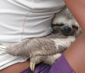 dying sloth